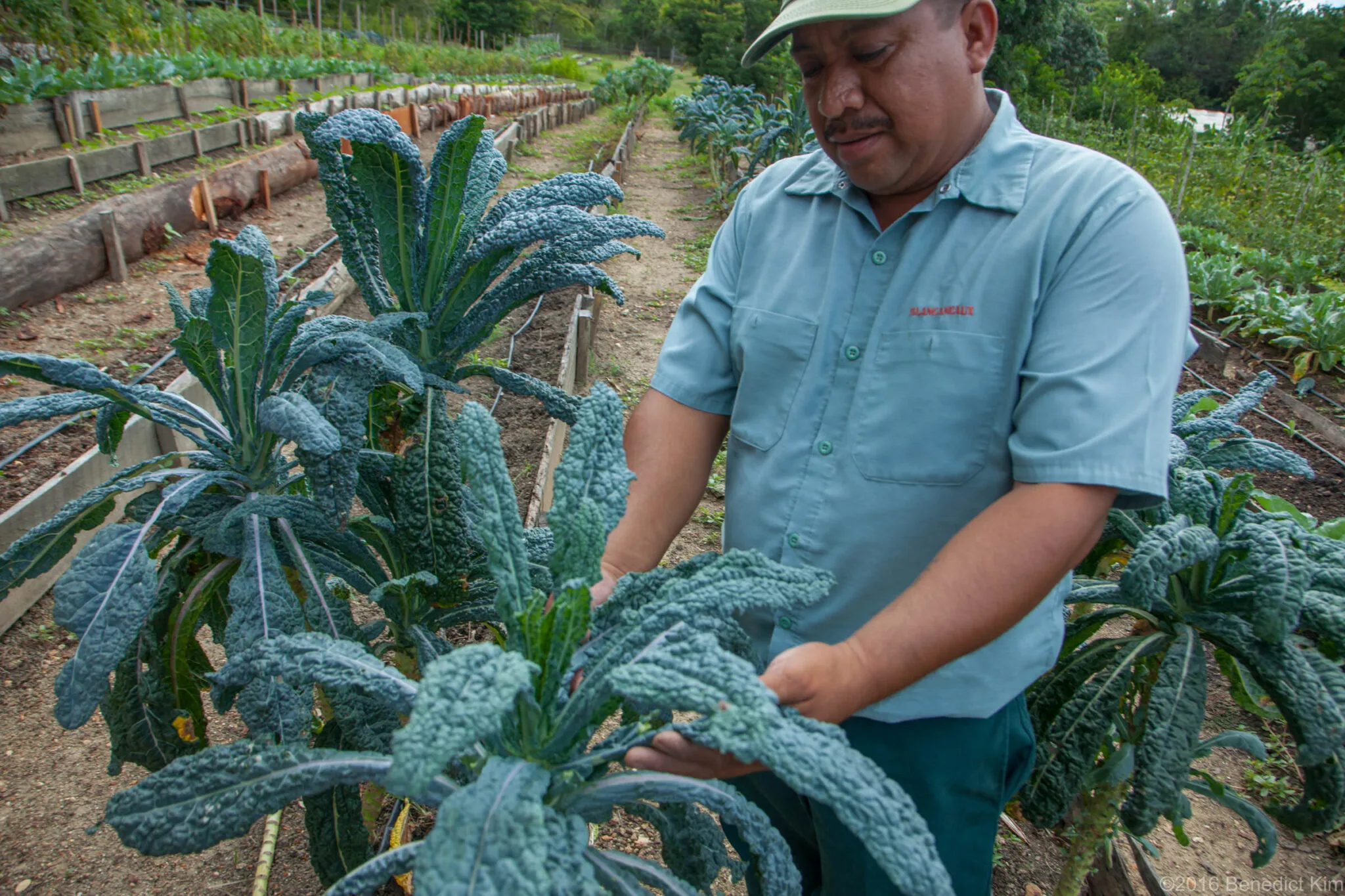 A man stands next to lettuce growing on the farm