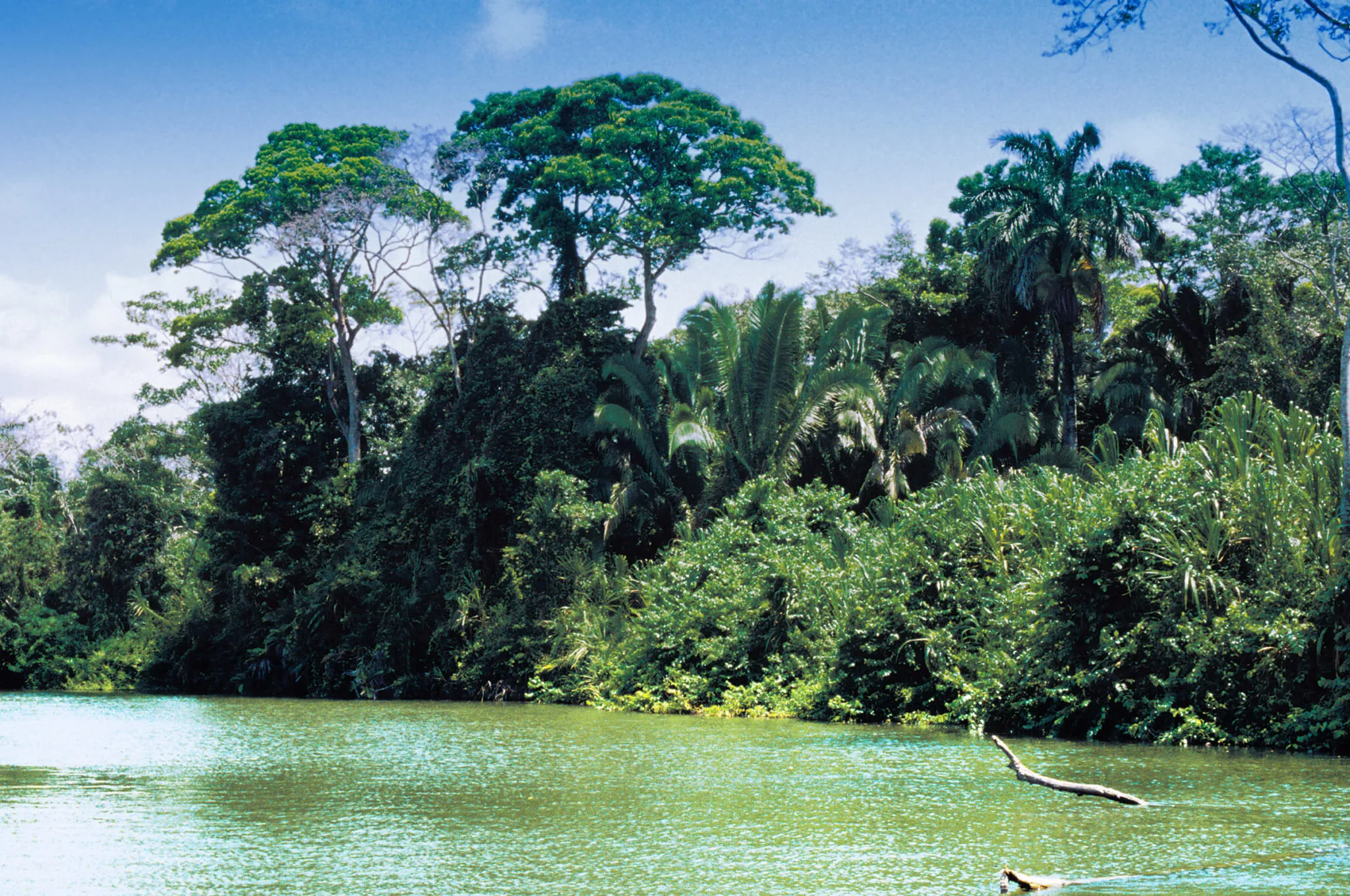 The jungle seen from the water