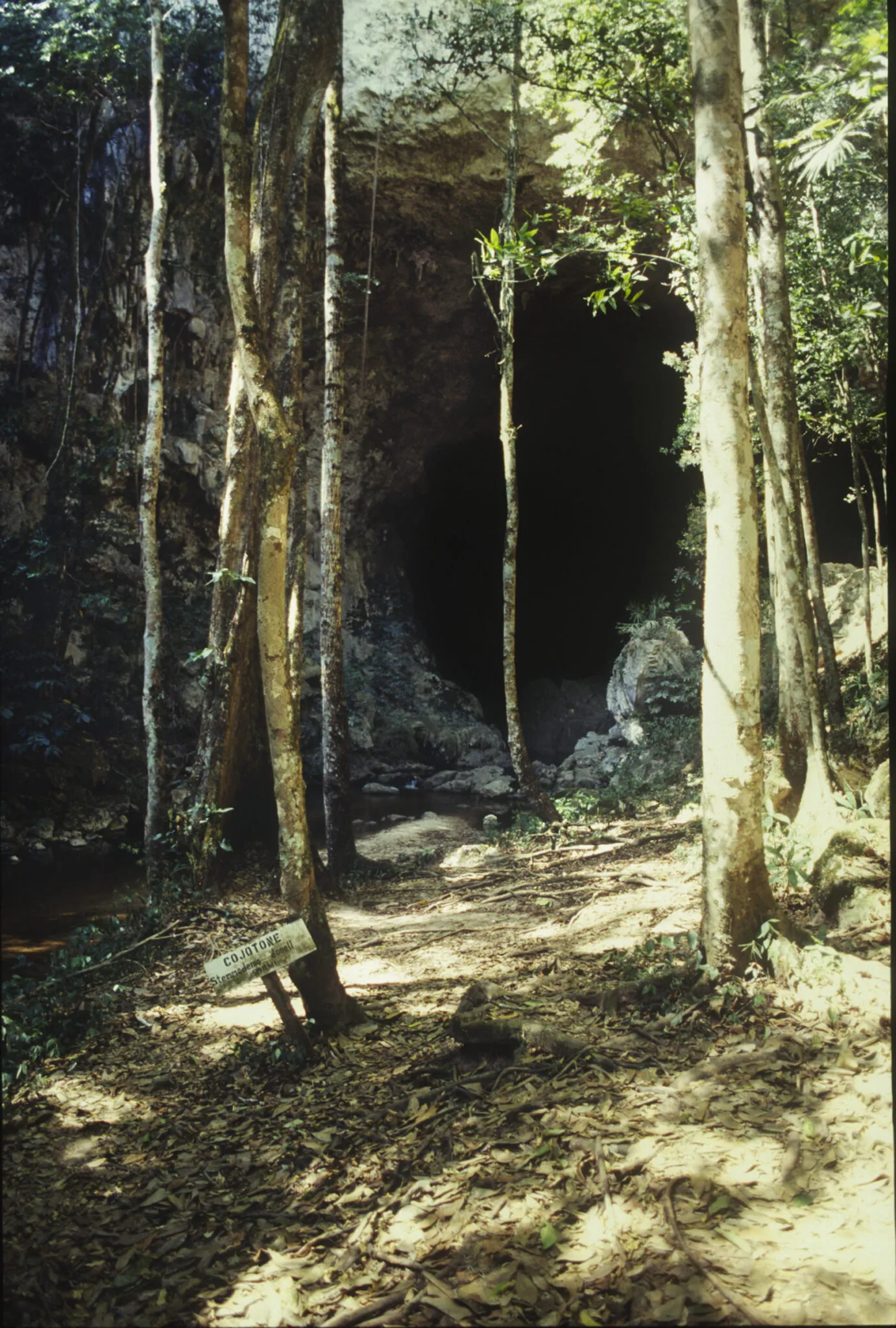 Trees at the entrance to a cave