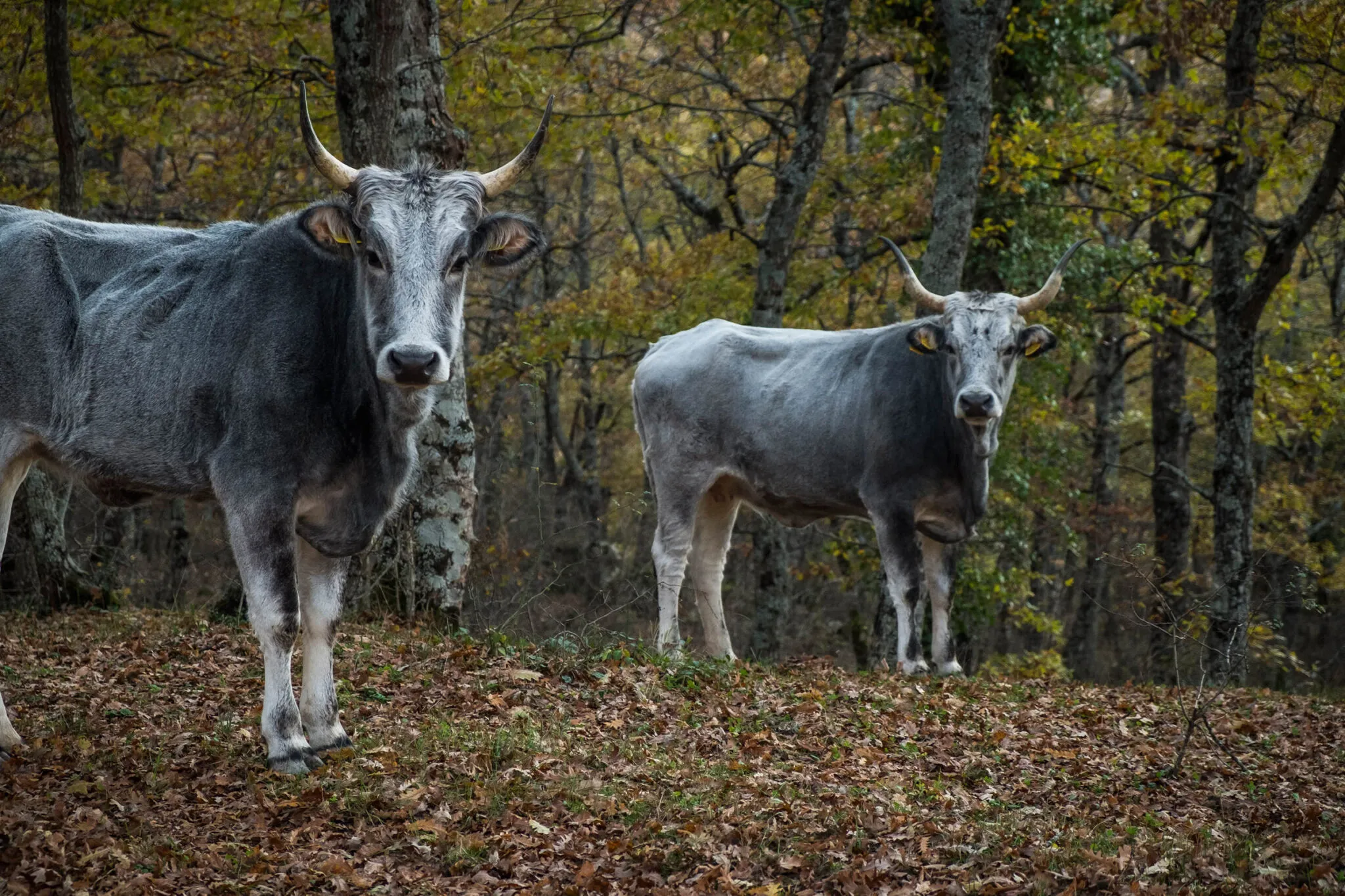 two gray cows with horns