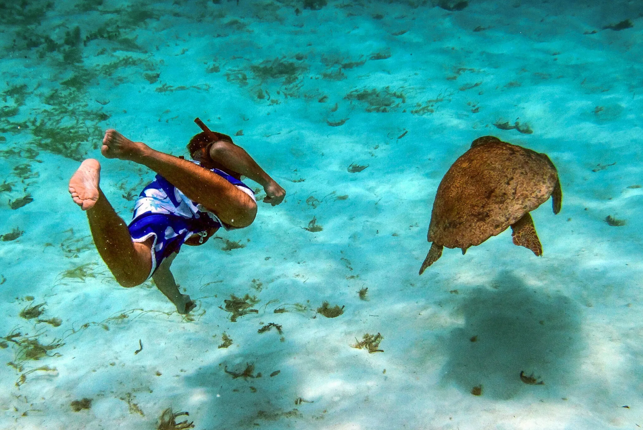 A man swims with a turtle