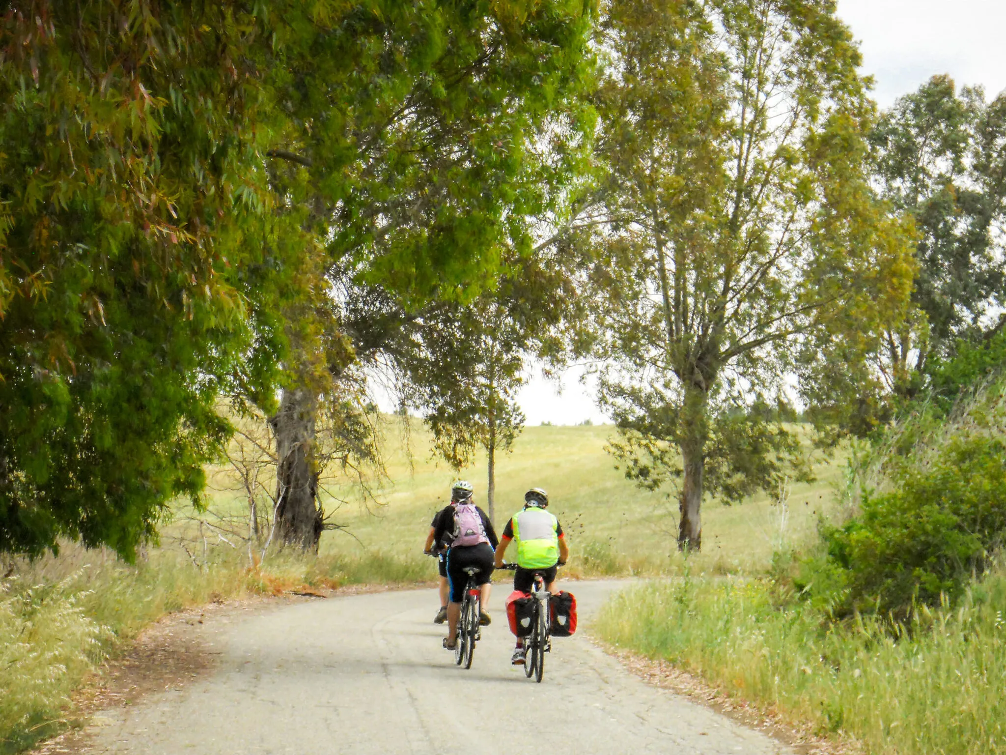 Two people ride bikes down a tree lined road