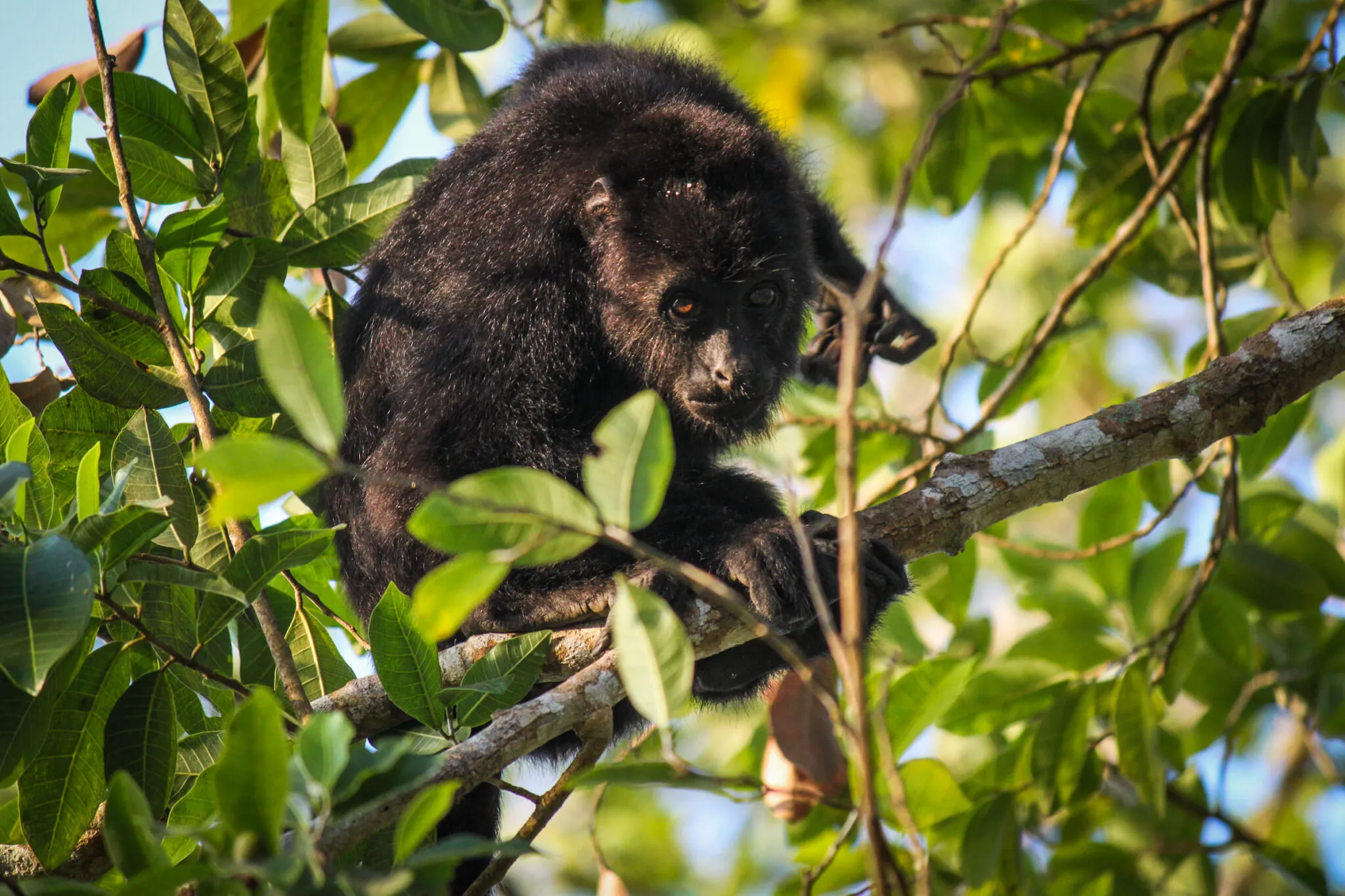 A small black monkey climbs a tree