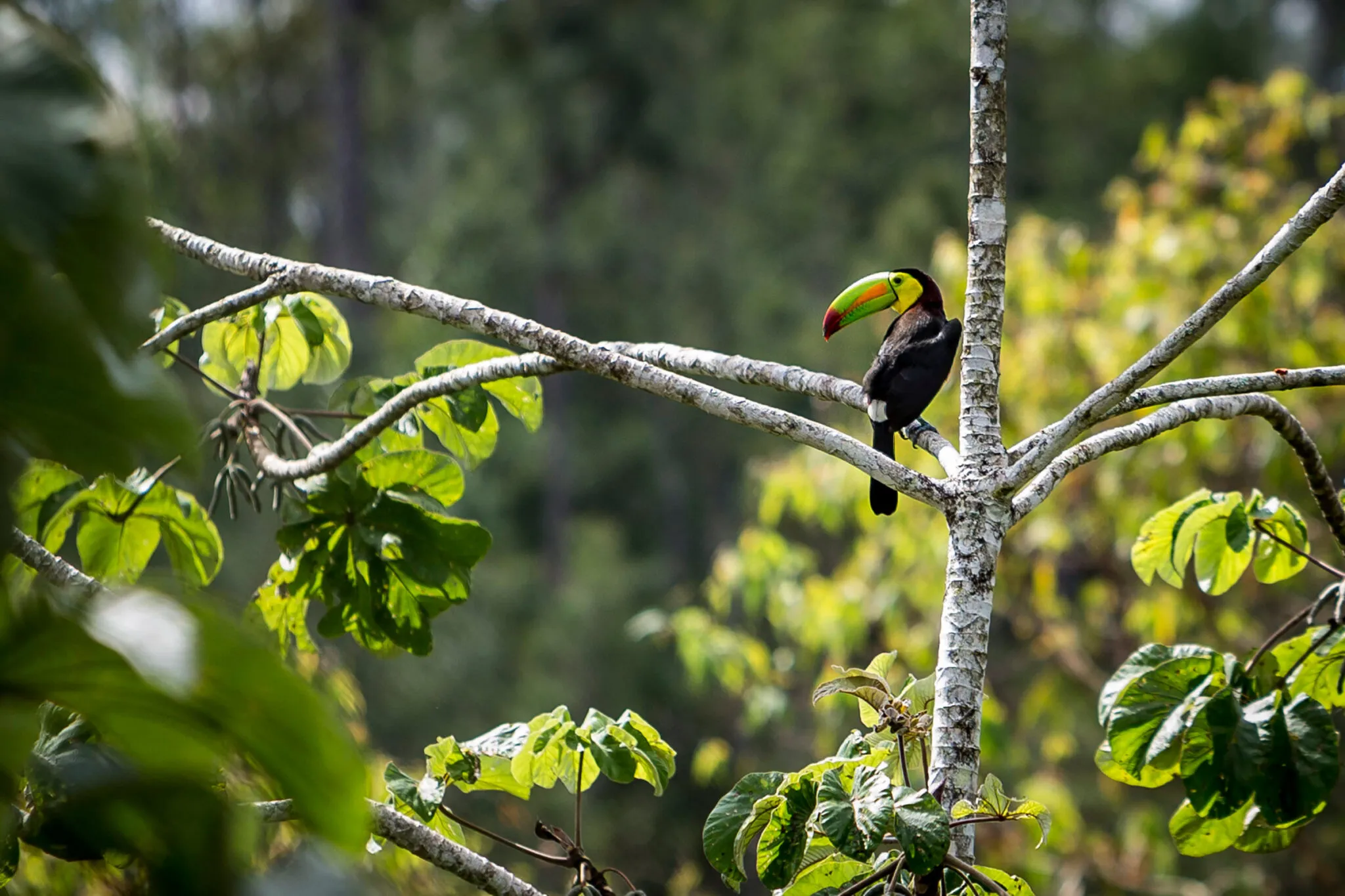 A black bird with a colorful beak perched on a branch