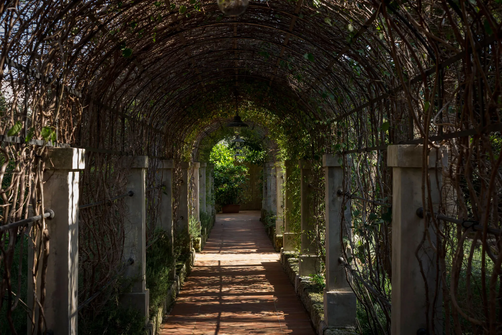 Walkway under an arch made of vines