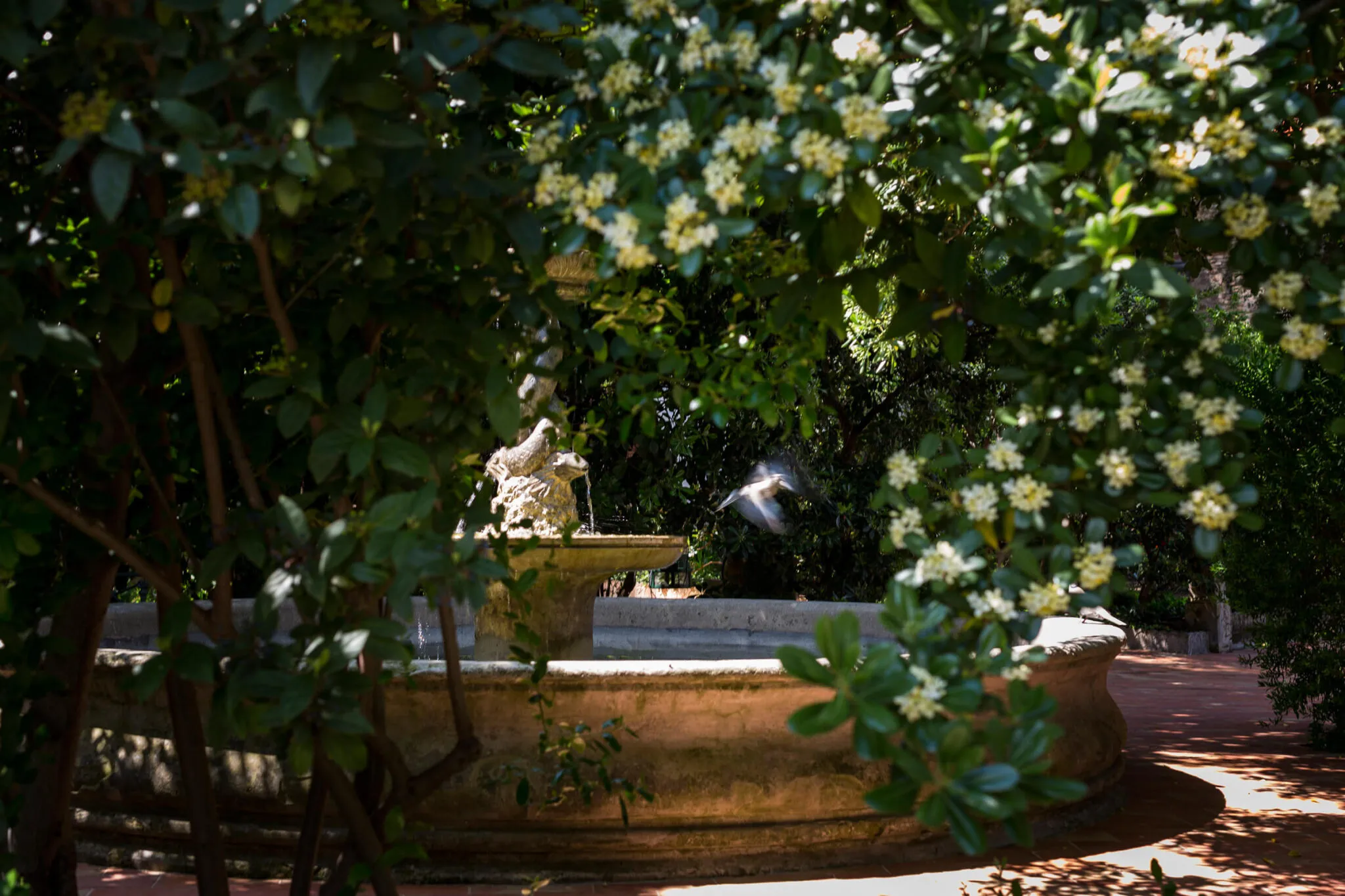 View of the fountain through the trees