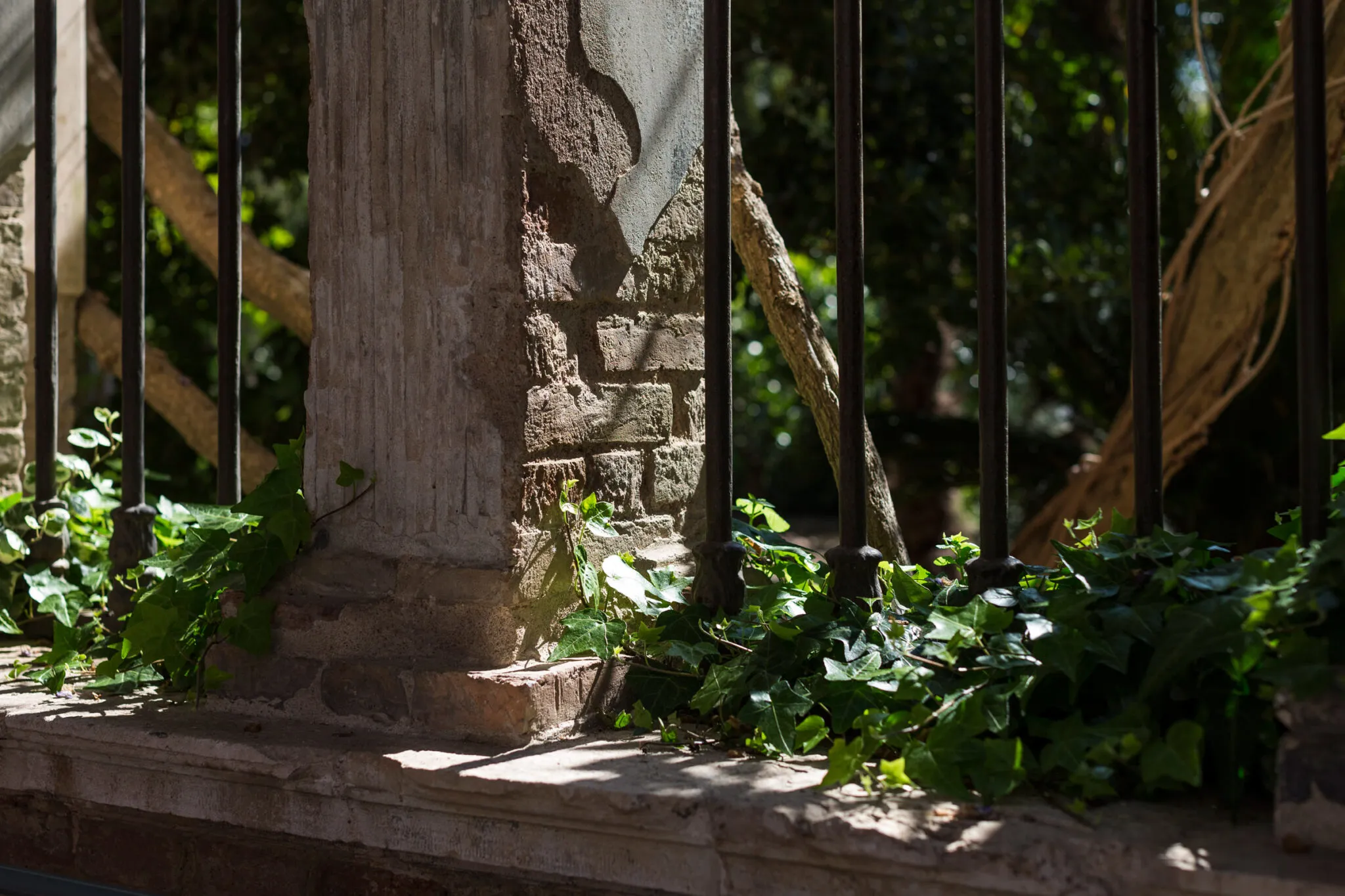 Detail of ivy growing near an iron gate