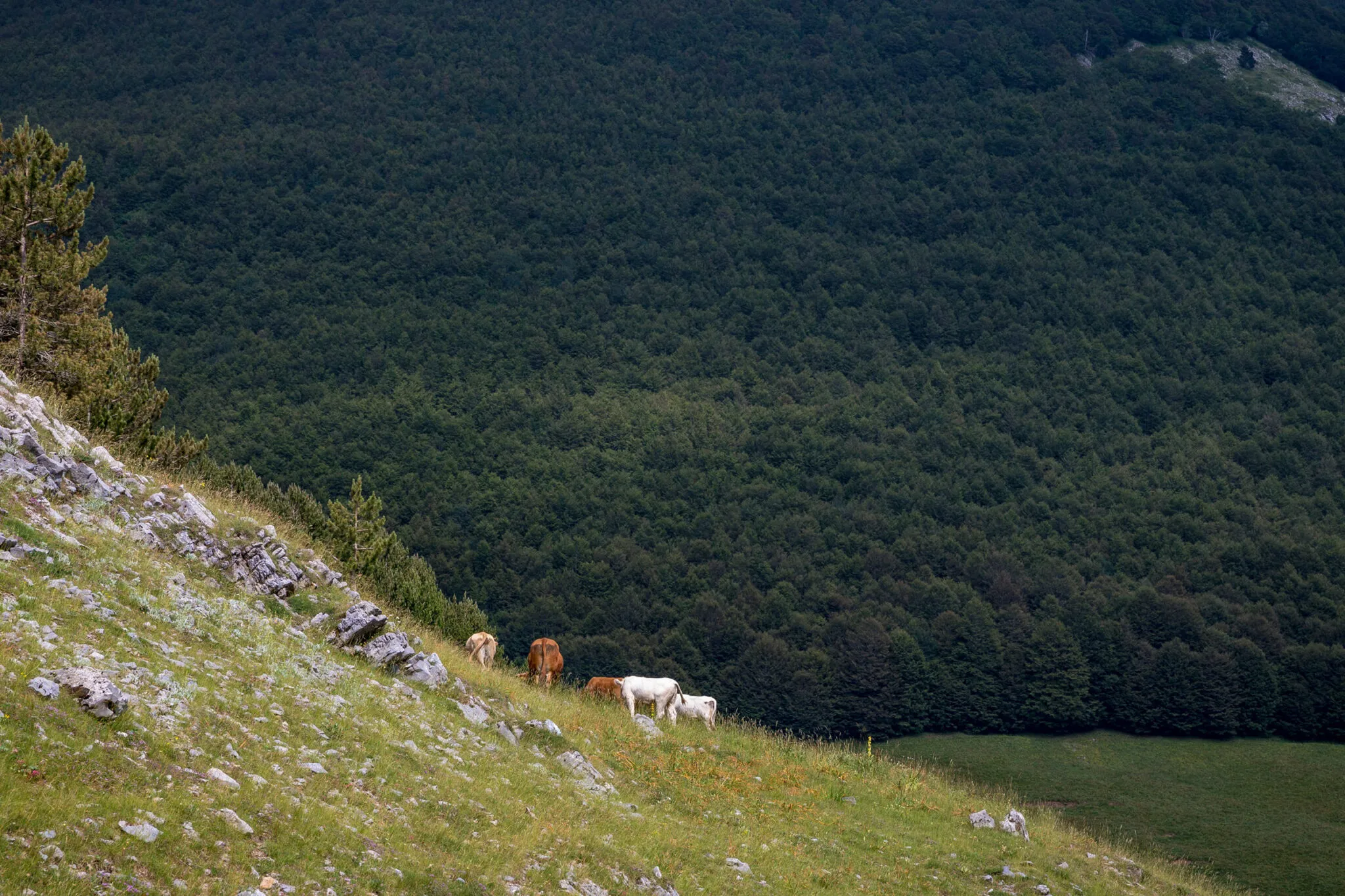 Brown and white cows grazing on a hill in Pollino National Park