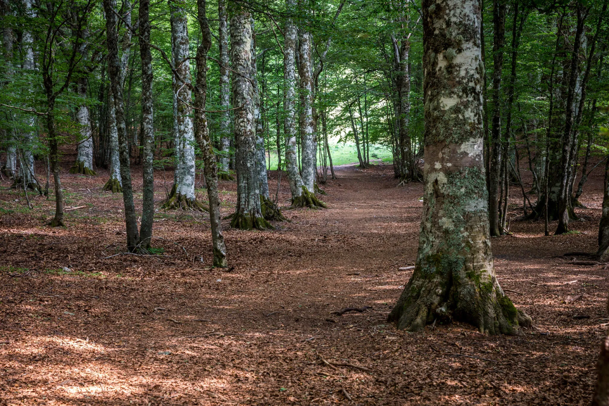 A trail through the forest at Pollino National Park