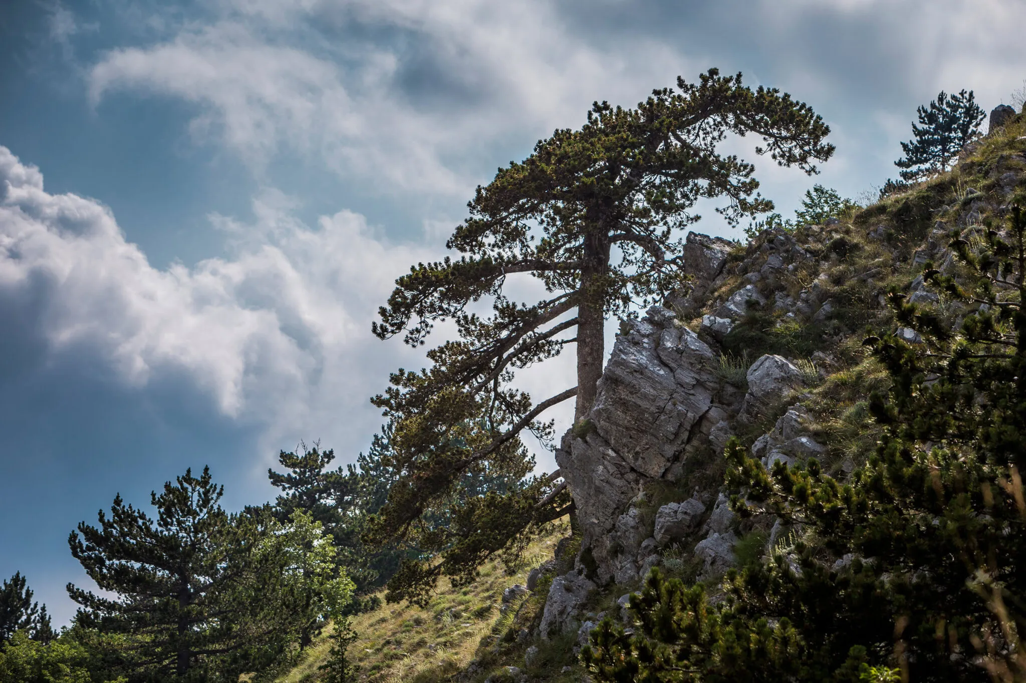 Tree growing on the side of a mountain