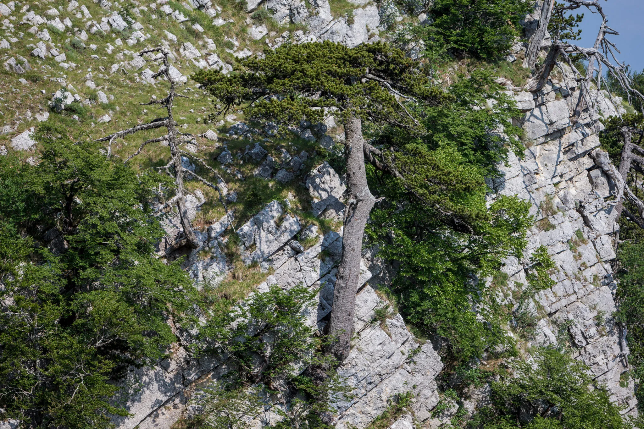 Tree and bushes growing on the side of a hill