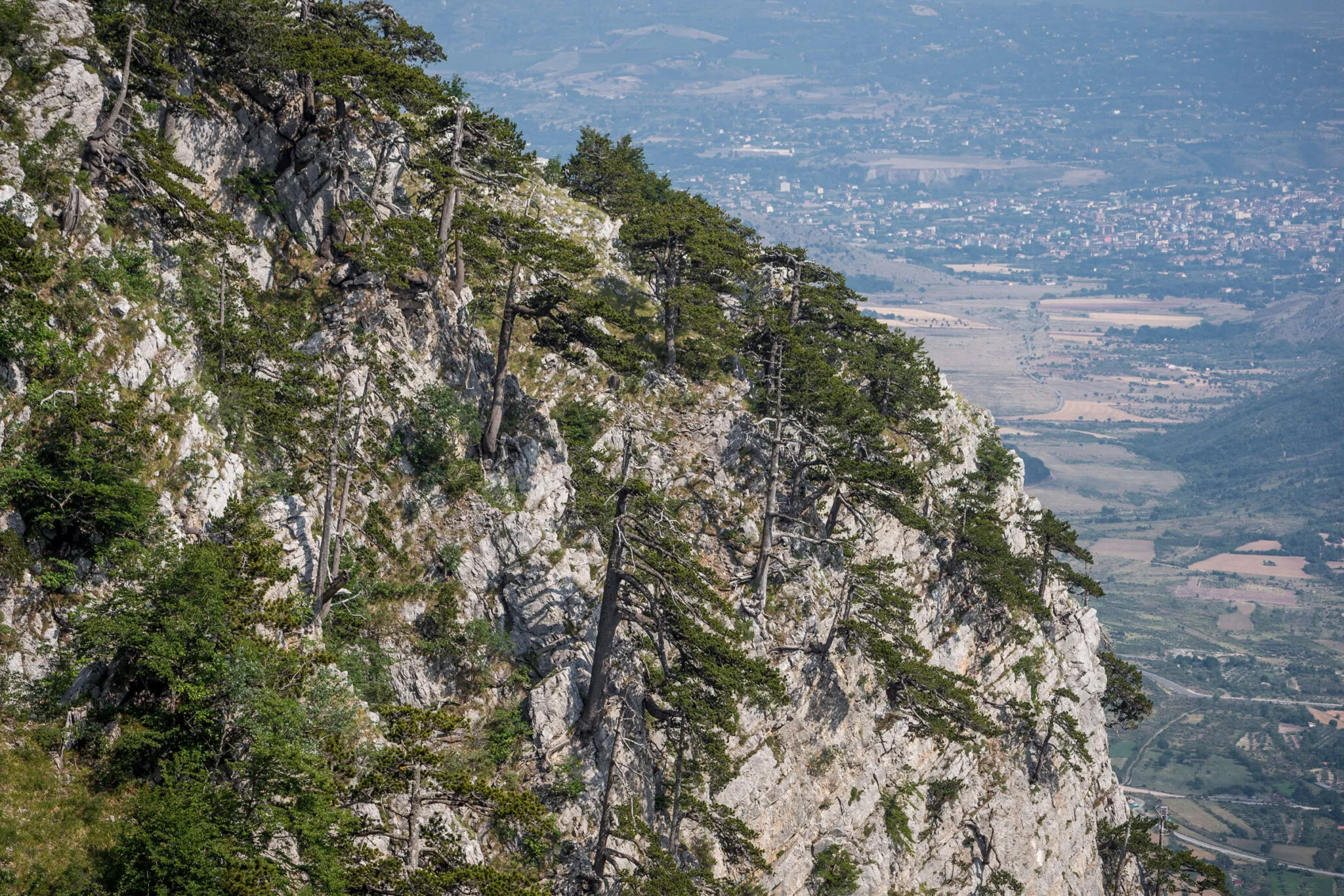 trees growing out of a stone hillside