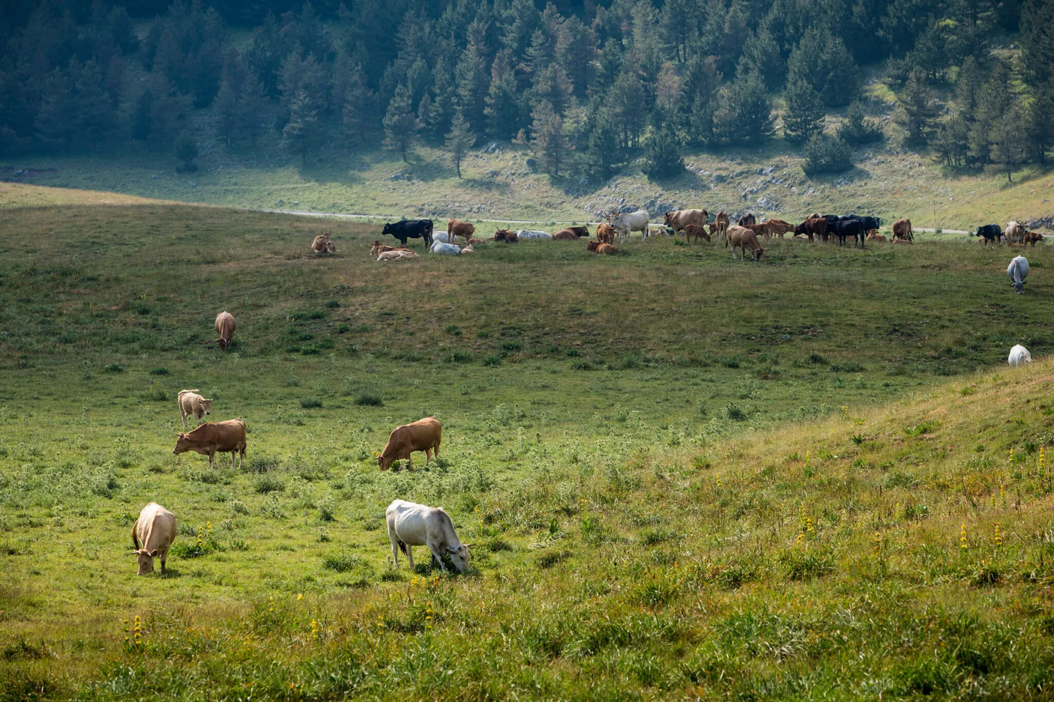 Brown and white cows graze in a valley