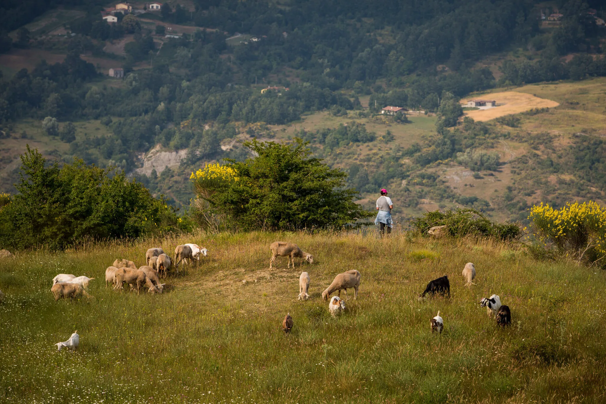 A farmer stands by while goats graze