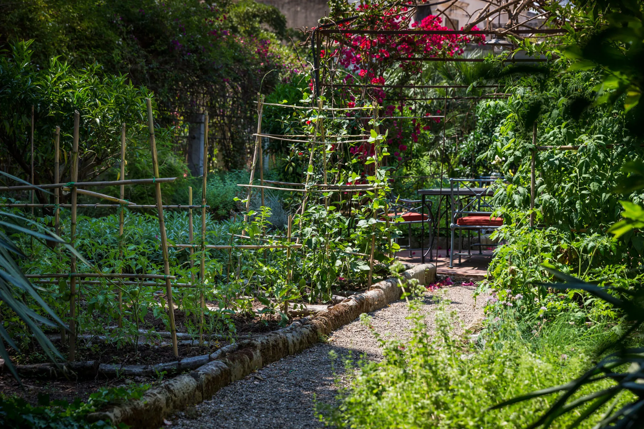 lush plants growing up trellises