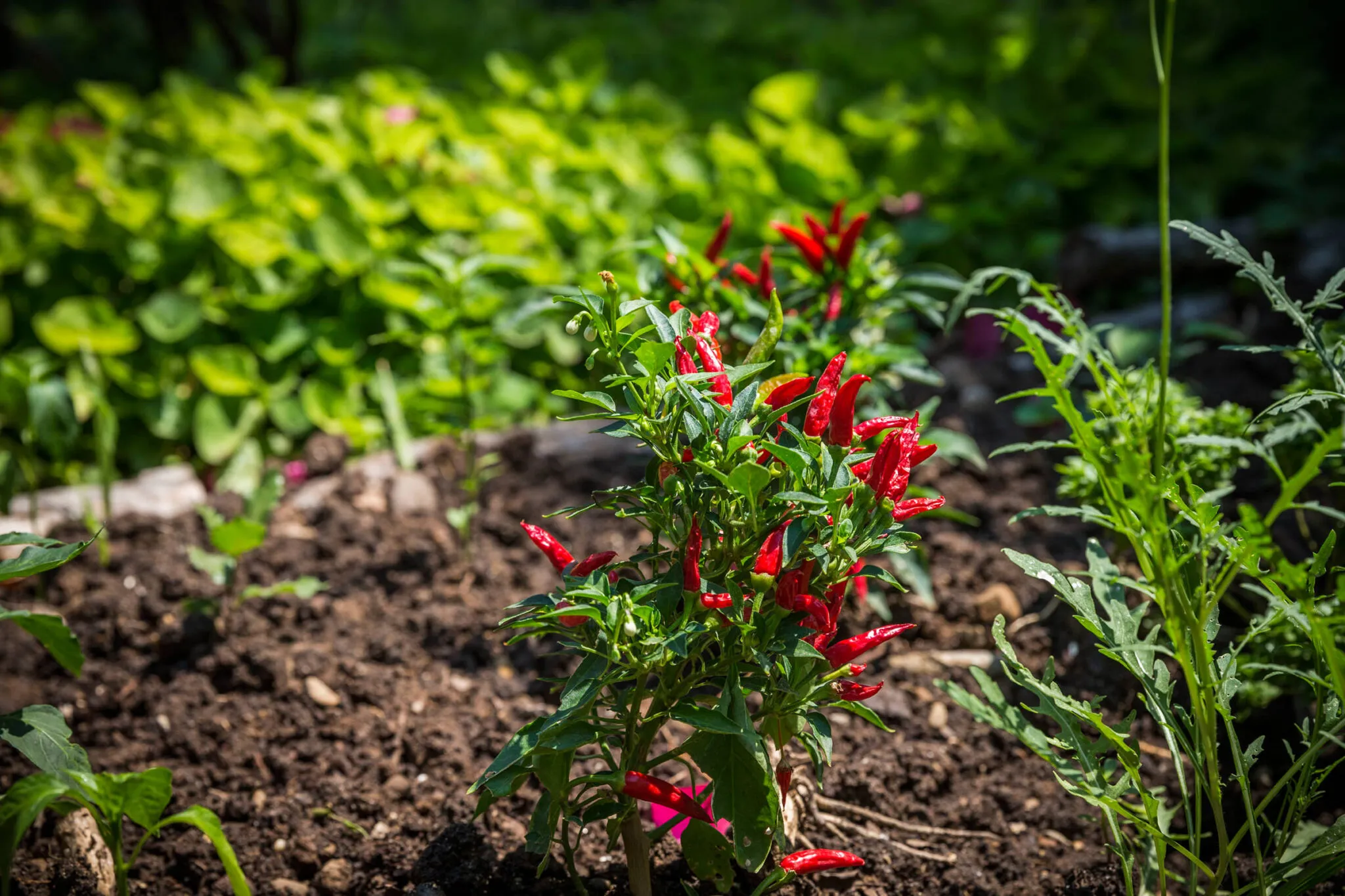 A red chili pepper plant growing in the garden