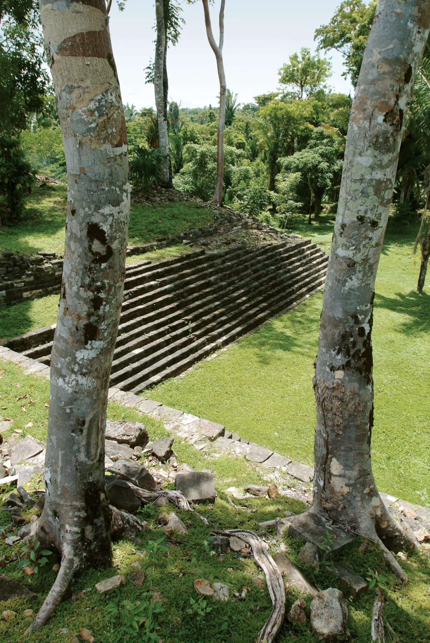 Trees near stone stairs at Lubaantun Mayan Site