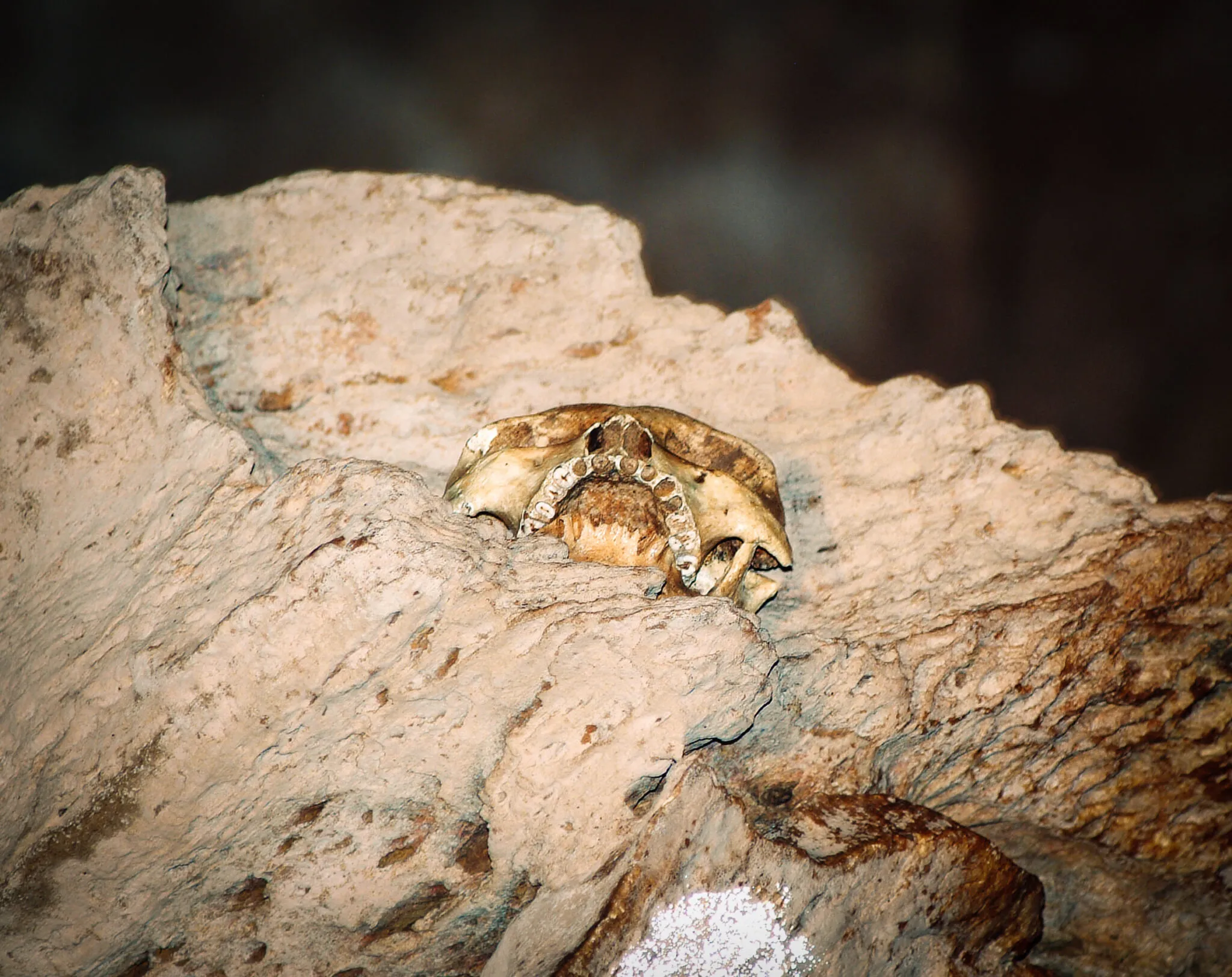 A skull inside a cave