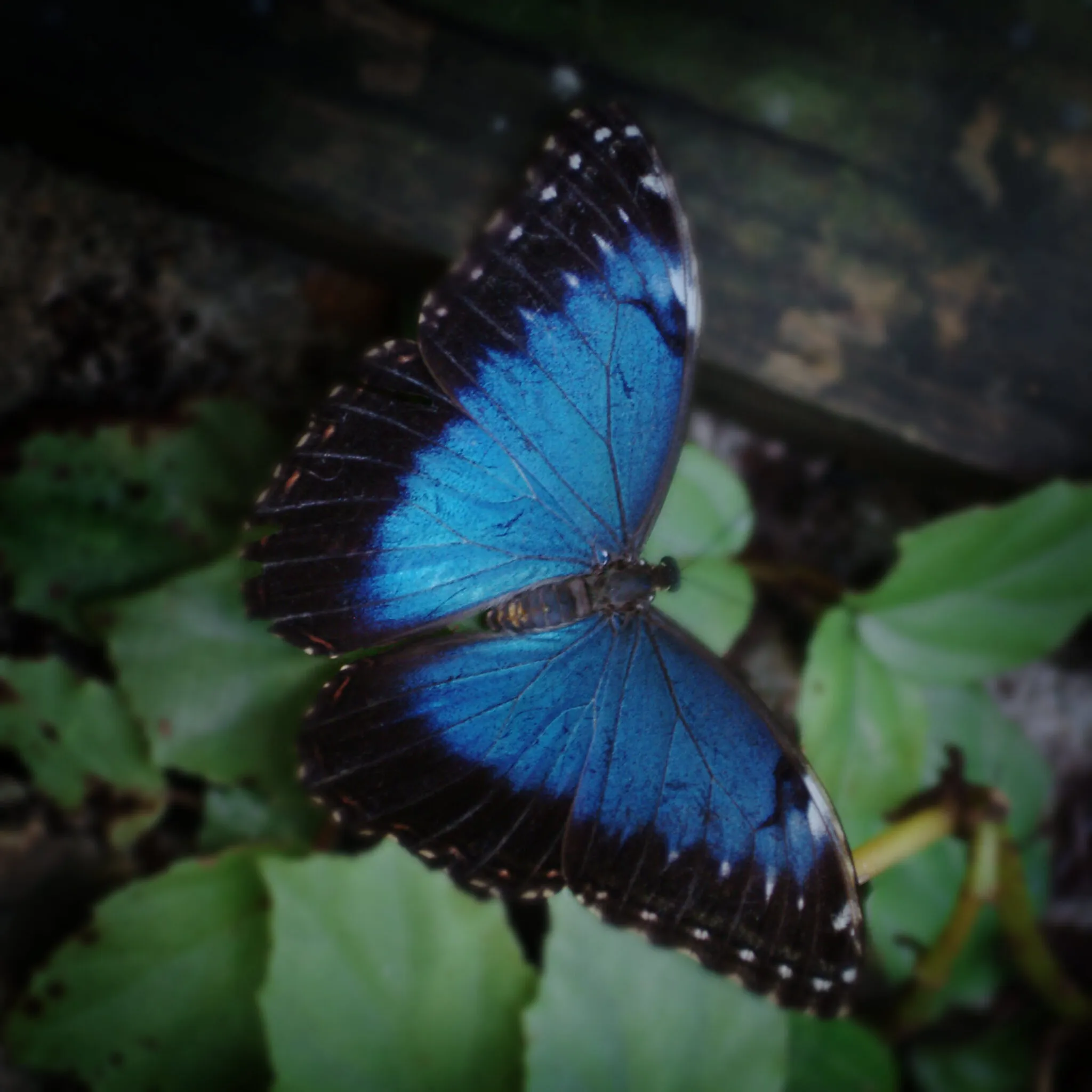 A blue and black butterfly with its wings spread