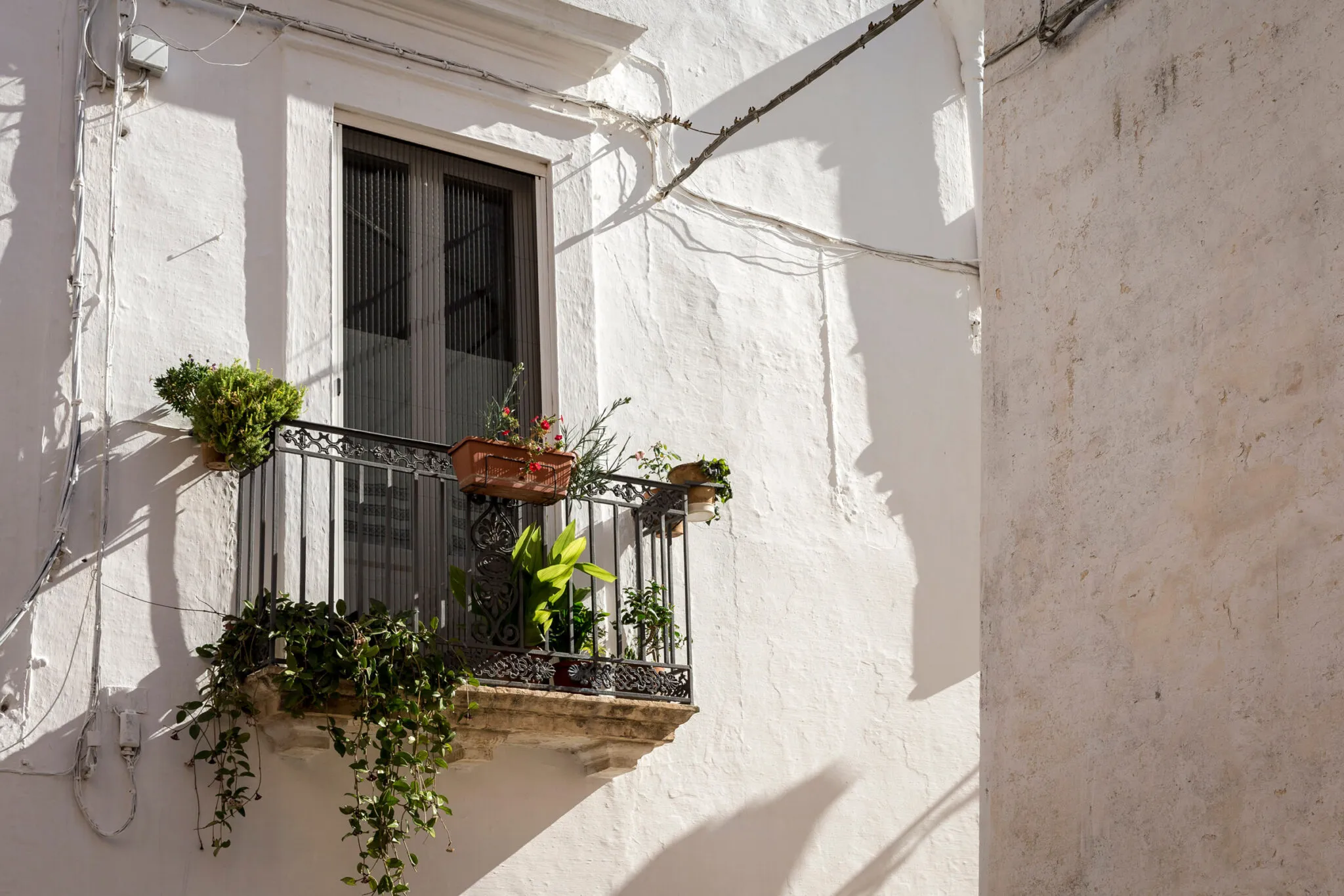 Plants grow on a small balcony