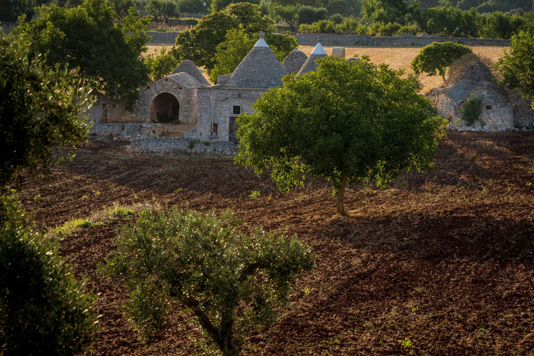 A home and grove in Valle d'Itria